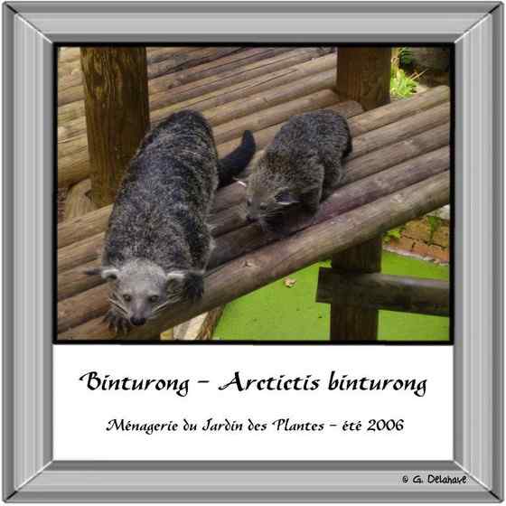 熊狸 Arctictis binturong 熊灵猫、貉獾 熊狸 Arctictis binturong 熊灵猫、貉獾