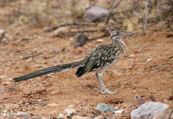 捉蛇抓蛇吃蛇的鸟  走鹃