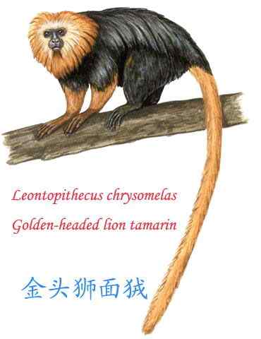 巴西的金毛狮子  金头狮面狨 Leontopithecus chrysomelas