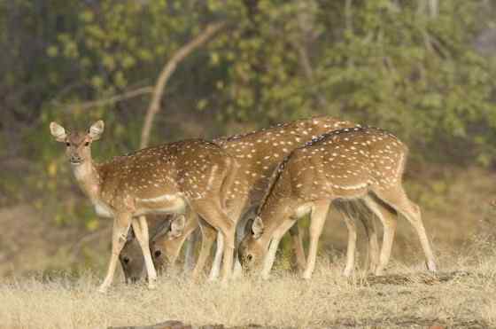 亚洲独有的鹿类  白斑鹿