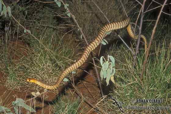 沙漠中的蟒蛇——兰氏盾蟒 Aspidites ramsayi 沙漠中的蟒蛇——兰氏盾蟒 Aspidites ramsayi