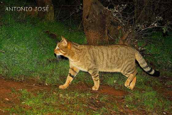 狸猫换太子中的狸猫 狸猫换太子中的狸猫