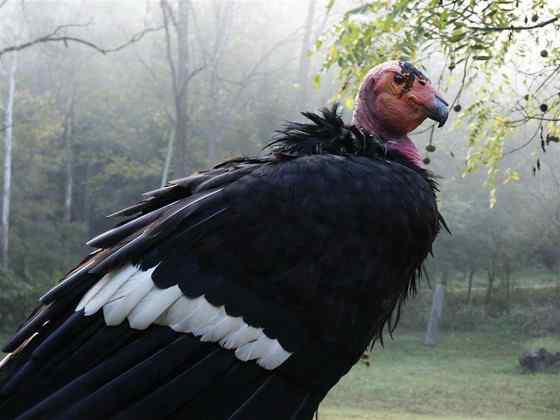 加利福尼亚神鹰 美国巨型猛禽 最少时只有8只