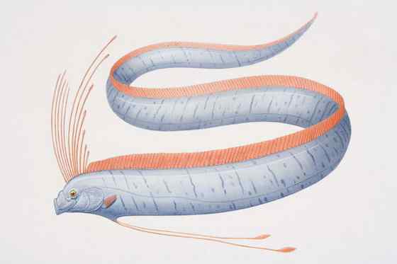 航海时代的传说——大海蛇 皇带鱼