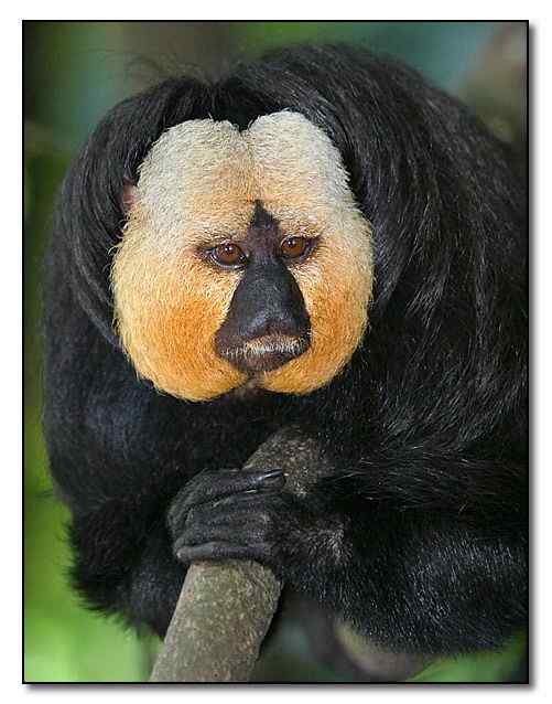 白脸僧面猴 White faced saki