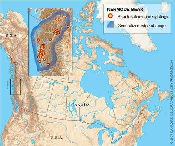 白灵熊 Kermode bear 白灵熊 Kermode bear