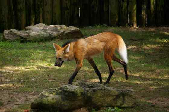 既像狐狸又像狼的奇特动物  鬃狼
