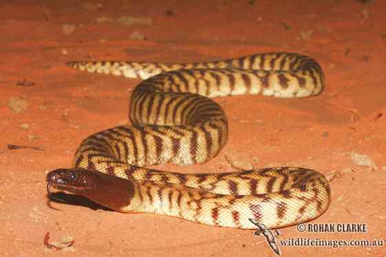 黑头盾蟒 Aspidites melanocephalus