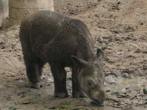远古巨兽的直系后裔  亚洲犀牛 苏门答腊犀