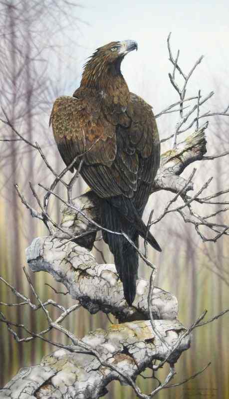 澳大利亚三大猛禽之——楔尾鹰 Aquila audax