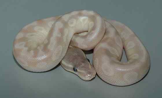 球蟒 受惊时会卷成球状的蟒蛇