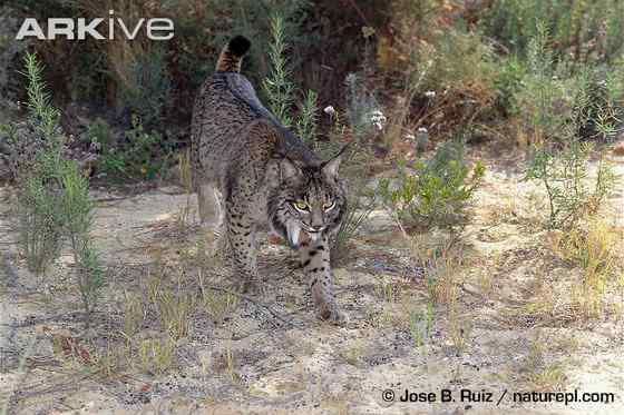 数量最少的猫科动物 伊比利亚猞猁、西班牙猞猁 数量最少的猫科动物 伊比利亚猞猁、西班牙猞猁