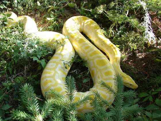 白化动物  黄金蟒