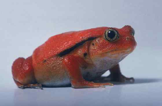 猩红的“西红柿”  马达加斯加 番茄蛙