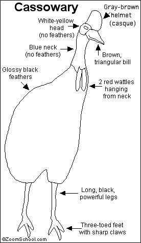 大型走禽——食火鸡(鹤鸵)