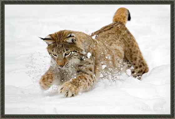 猫科动物  猞猁、羊猞猁、马猞猁