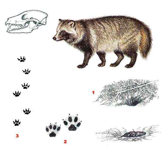 一丘之貉中的貉