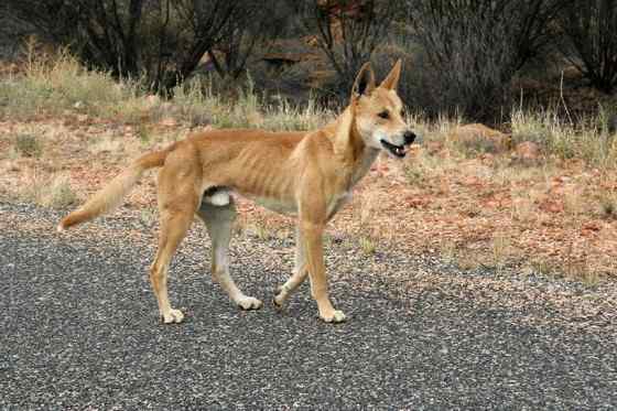 澳洲野狗 最著名的外来入侵物种 澳洲野狗 最著名的外来入侵物种