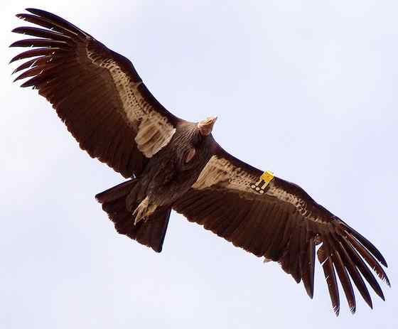 加利福尼亚神鹰 美国巨型猛禽 最少时只有8只