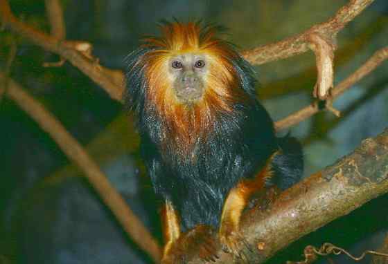 巴西的金毛狮子  金头狮面狨 Leontopithecus chrysomelas