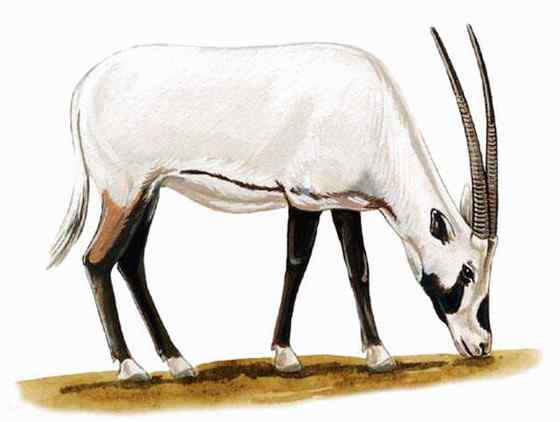 阿拉伯大羚羊 Arabian Oryx