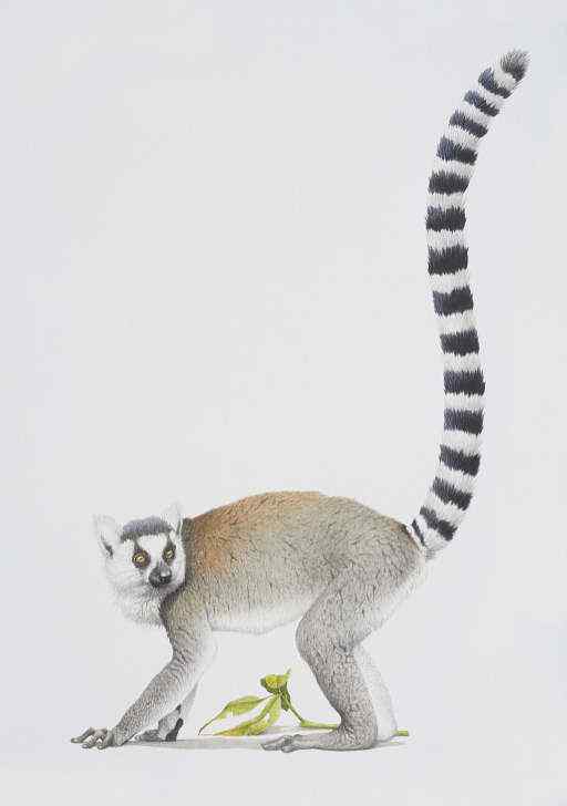 著名的马达加斯加狐猴  环尾狐猴