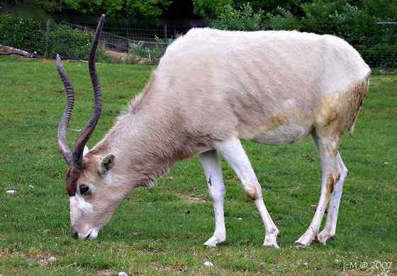 旋角羚 Addax nasomaculatus 旋角羚 Addax nasomaculatus