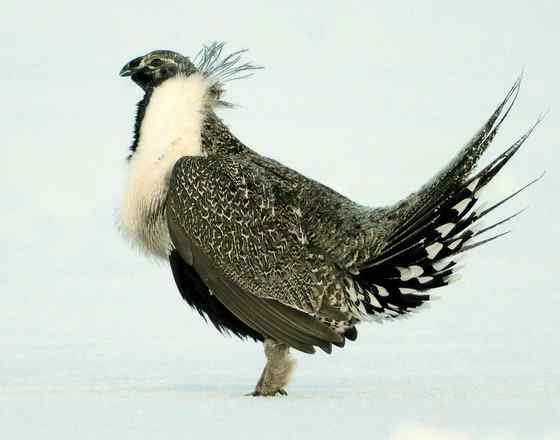 艾草榛鸡 北美洲体型最大的松鸡 发情时极度活跃