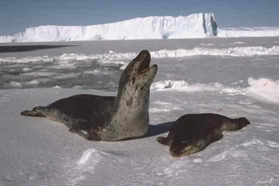 南极豹形海豹 南极豹形海豹