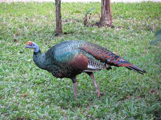 眼斑吐绶鸡 感恩节的故事