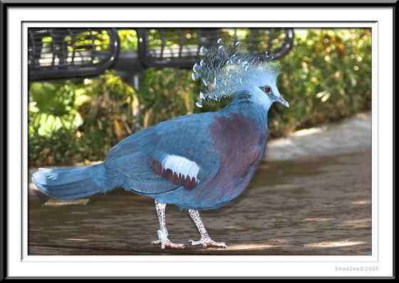 鸽子中的女王  凤冠鸠