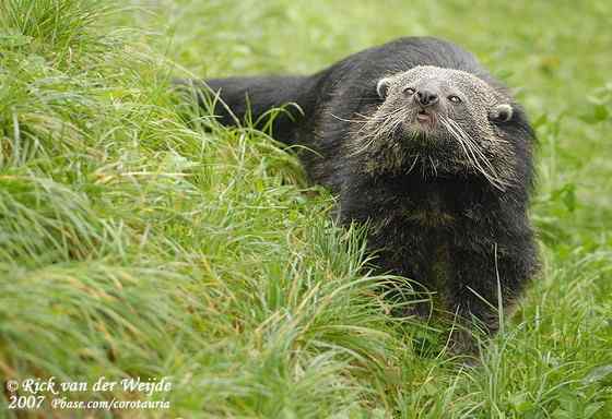 熊狸 Arctictis binturong 熊灵猫、貉獾 熊狸 Arctictis binturong 熊灵猫、貉獾