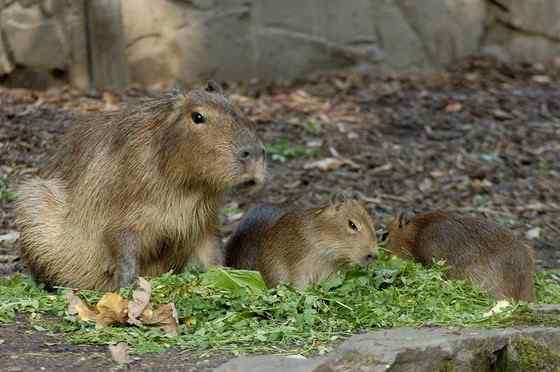 世界上最大的啮齿目动物——水豚 世界上最大的啮齿目动物——水豚