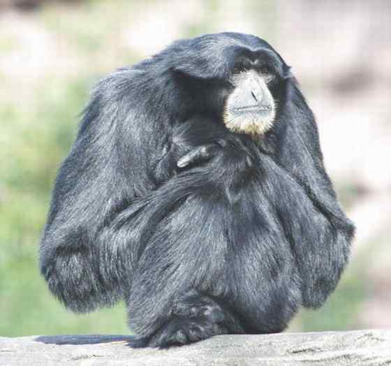 体型最大的长臂猿——马来亚长臂猿