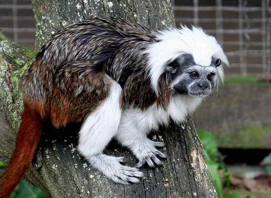 哥伦比亚热带雨林的棉顶狨 Saguinus Oedipus 哥伦比亚热带雨林的棉顶狨 Saguinus Oedipus