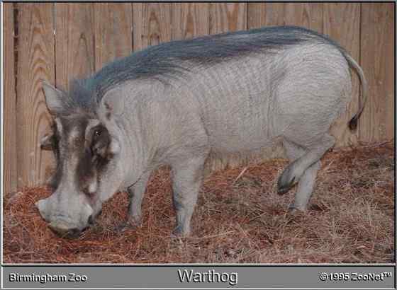 ubuntu开发代号 狮子王的好伙伴  疣猪