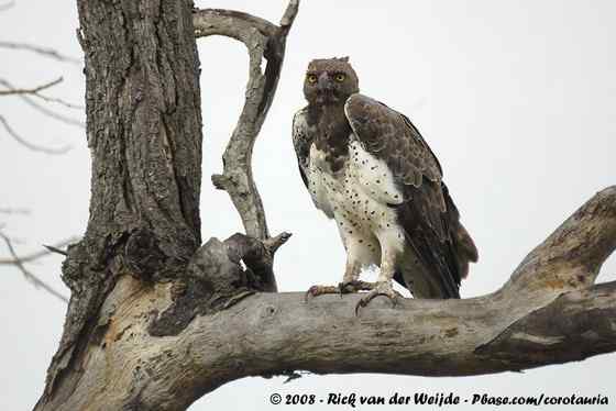 主宰非洲天空的猛禽  赞比亚的猛雕、军雕、战雕