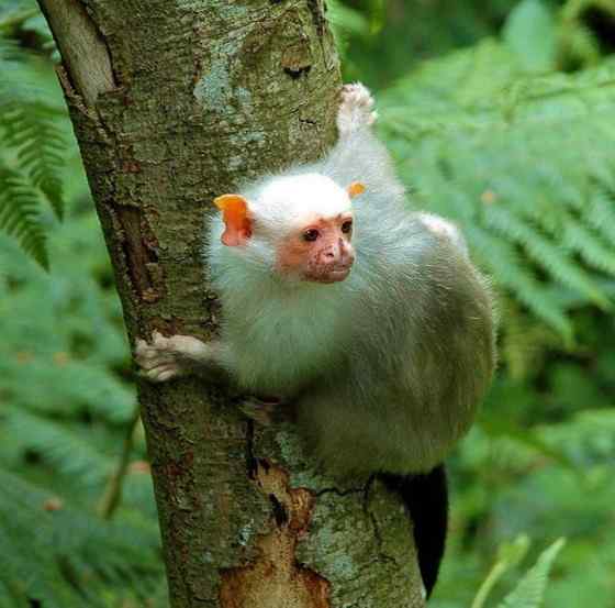 世界上体型最小的猴子之一  银狨