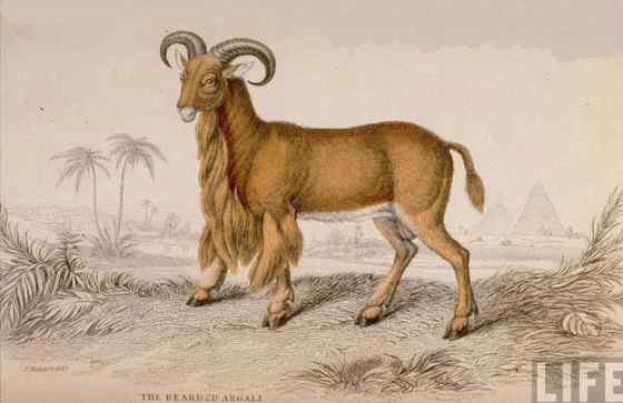非洲唯一的野生羊种——鬣羊 bearded argali 非洲唯一的野生羊种——鬣羊 bearded argali