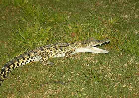 三国周处除三害  湾鳄(还有猛虎和他自己) 韩愈也参加了