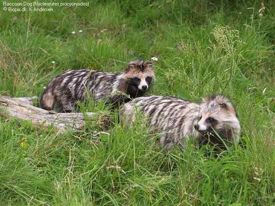 一丘之貉中的貉