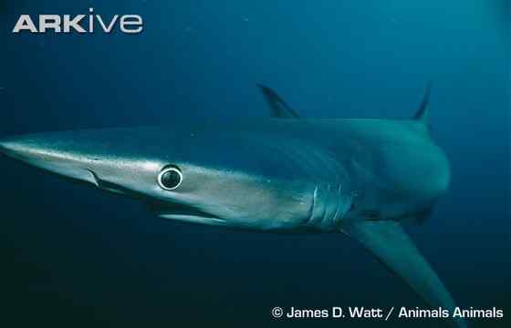 漂亮的鲨鱼 大青鲨、虎头鲨 漂亮的鲨鱼 大青鲨、虎头鲨