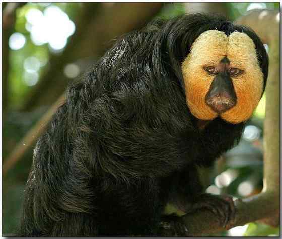 白脸僧面猴 White faced saki