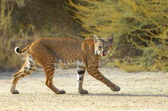 北美洲数量最多的猫科动物  短尾猫