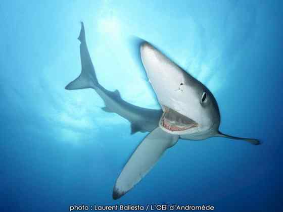 漂亮的鲨鱼 大青鲨、虎头鲨 漂亮的鲨鱼 大青鲨、虎头鲨