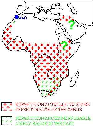 吃蜂蜜不要命的蜜獾