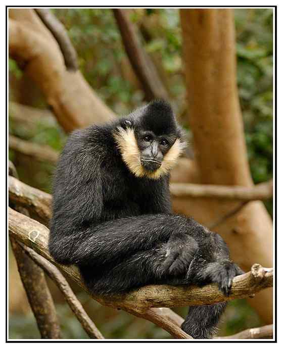 高度濒危的白颊长臂猿 Hylobates leucogenys