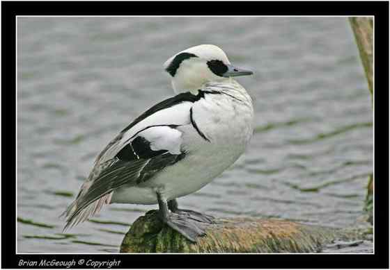 斑头秋沙鸭、小秋沙鸭、川秋沙鸭、白秋沙鸭