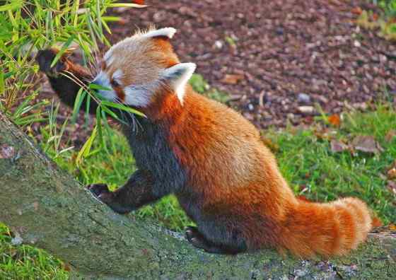 小熊猫又被叫做火狐(Fire fox)