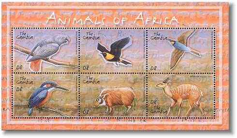 最美的猪  红河猪